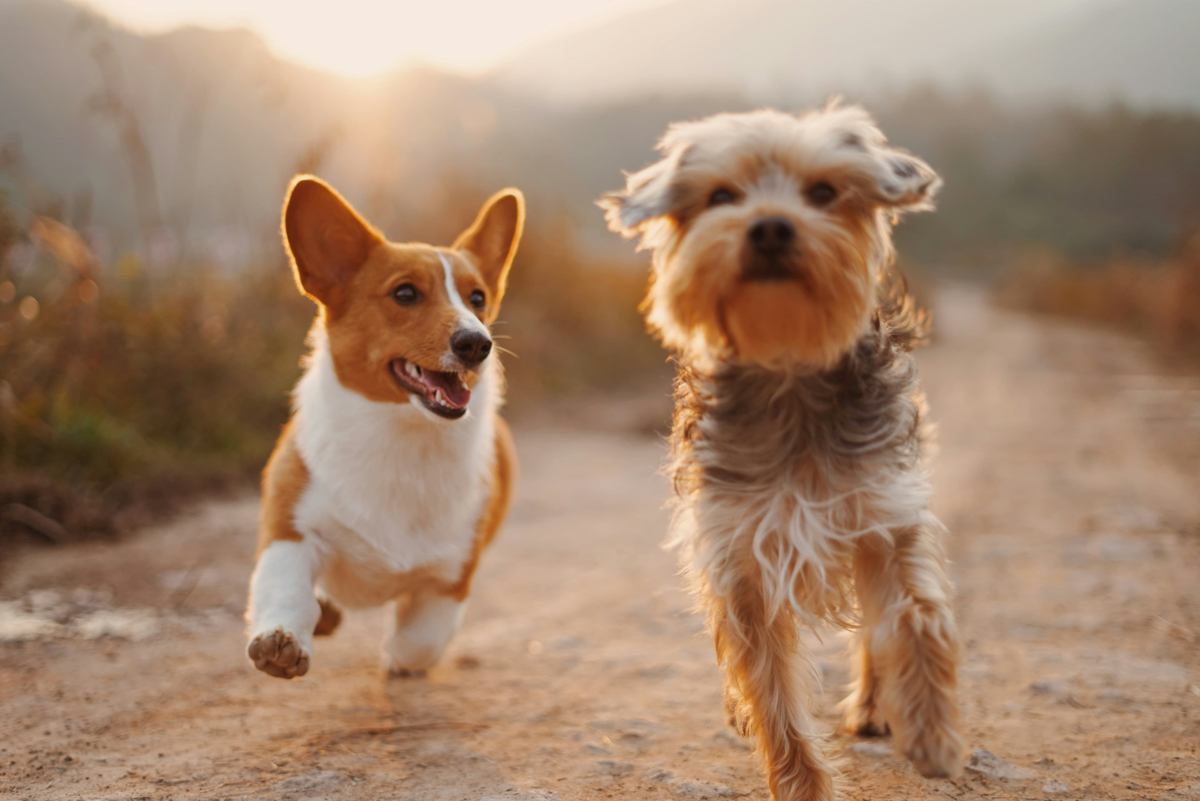 Para Perros